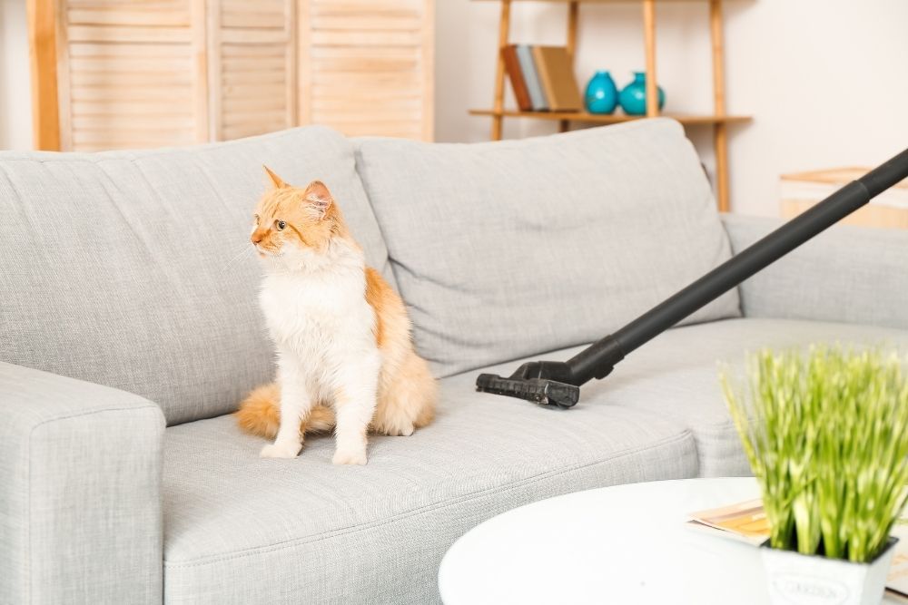 Best Canister Vacuum Cleaners for Pet Hair in 2026 - 4 Expert Picks