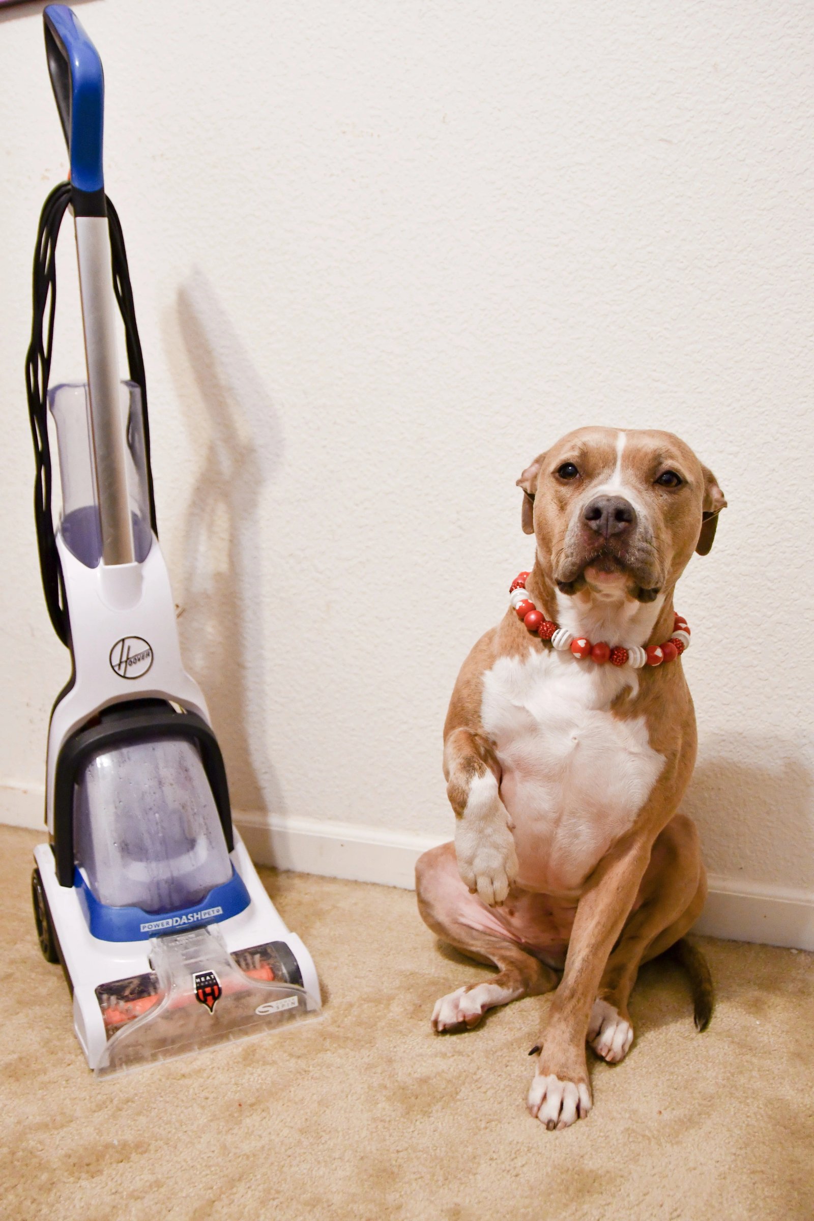 Hoover PowerDash Pet compact carpet cleaner