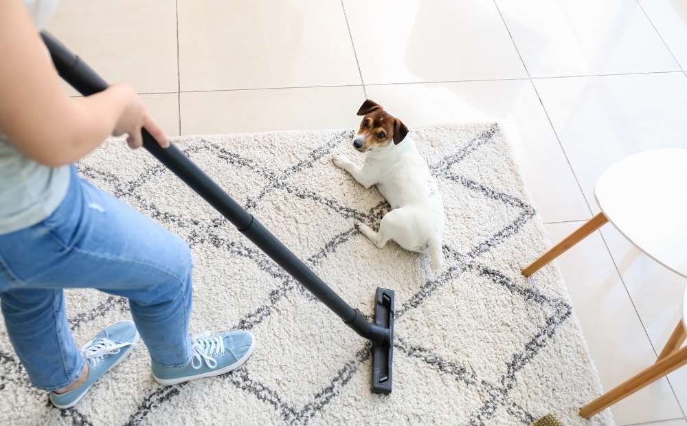 Best carpet cleaners for pet stains and urine removal